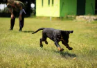 Puppy Training Sierra Vista AZ: How Early Training Helps Prevent Future Behavior Problems