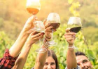 What a Wine Tour in Adelaide Involves and How to Choose the Right Experience?