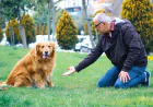 Dog Trainer Pittsburgh PA: 7 Signs Your Dog Is Mentally Overstimulated — Not “Bad”