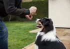 Puppy Training Atlanta GA: Why Busy Lifestyles Can Accidentally Create Bad Puppy Habits