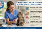 Powerful Reasons to Keep Your Cat Vaccinated on Time