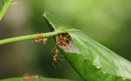 Why Ant Infestations Should Never Be Ignored in Melbourne Properties
