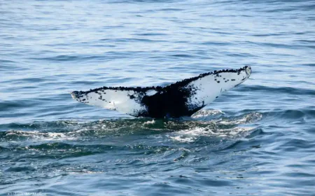 What Makes Whale Watching Gloucester MA an Eco-Friendly Adventure?