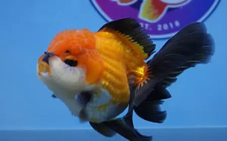 Live Fancy Goldfish for Aquariums: Premium Quality and Expert Care at ChuChuGoldfish