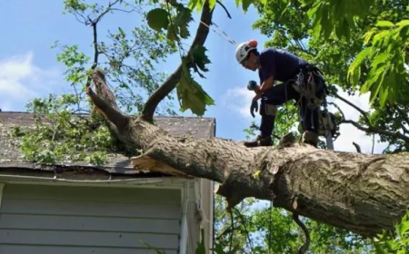 Professional Tree Services in Bedford KY for Healthy, Safe, and Beautiful Properties