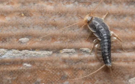 How Do You Identify a Silverfish Infestation in Your Abbotsford Home?
