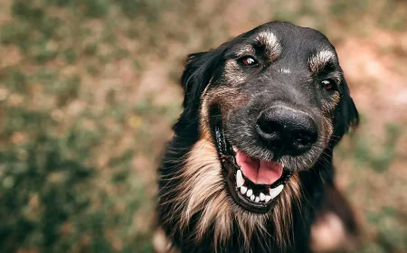 Why Pet Owners Choose Doggy Daycare Salem Oregon for Their Dogs