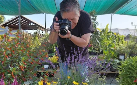 Monarchs & Milkweed: Support Butterflies in San Leandro