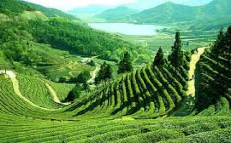 How to Reach Assam: Easy Travel Routes