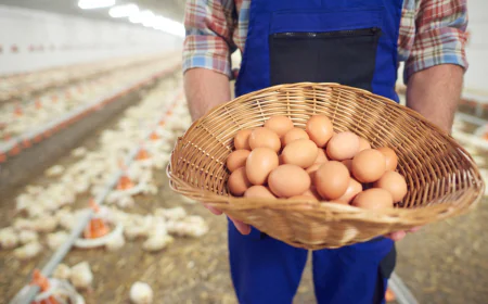 How Do You Start a Profitable Egg Farm in Pakistan?