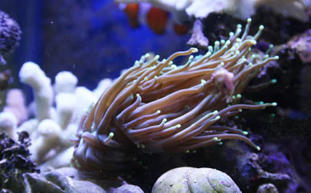 The rise of online corals in the modern aquarium hobby