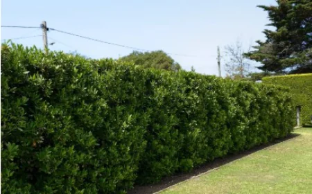 Choosing a Bay Laurel Hedge: A Practical Buyer's Guide