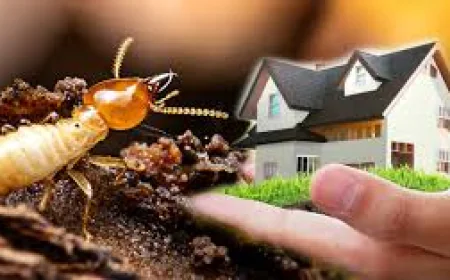 Quiet Invaders: Why Termite Control in Lockhart Demands More Than a Quick Spray
