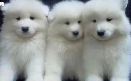 What Makes AKC Samoyed Pups a Popular Choice Among Dog Lovers