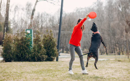 Dog Training Washington DC: Professional In-Home Training for Better Behavior and Lasting Results