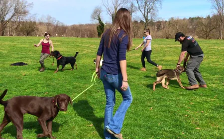 Why Professional Dog Training Charlotte NC Is Essential for a Well-Behaved Family Pet
