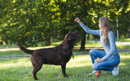 Why City Dogs Need Specialized Training from a Dog Trainer Orlando FL
