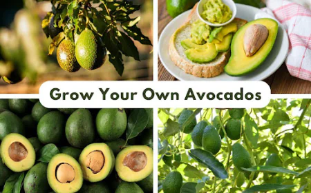 Avocado Trees: Edible Landscape Plants | East Bay
