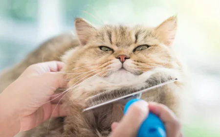 Simple Cat Grooming Tips to Reduce Shedding and Mats