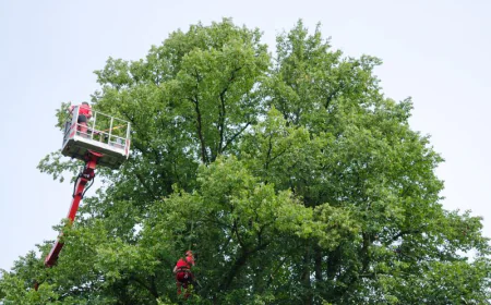 Transform Your Property with Expert Tree Service for Large Properties and an Outdoor Living Contractor