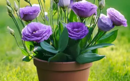 Lisianthus: The Elegant Rose-Like Flower Every Garden Deserves