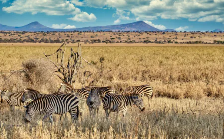 Which Tanzania National Parks Should You Visit on Your First Safari?