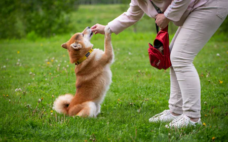 Why More Families Trust a Professional Dog Trainer Aurora IL for Better Dog Behavior