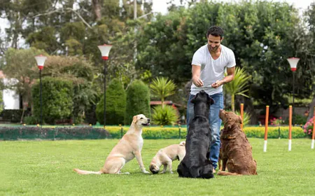 Dog Training Memphis TN: Why Obedience Alone Is Not Enough for Modern Dogs