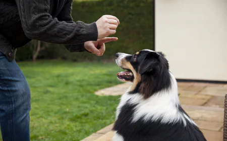 Puppy Training Atlanta GA: Why Busy Lifestyles Can Accidentally Create Bad Puppy Habits