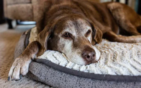 How Is the Mobile Vet Euthanasia Cost Determined Across Different Locations?