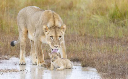 How African Safari Tours Help You Experience Real Adventure