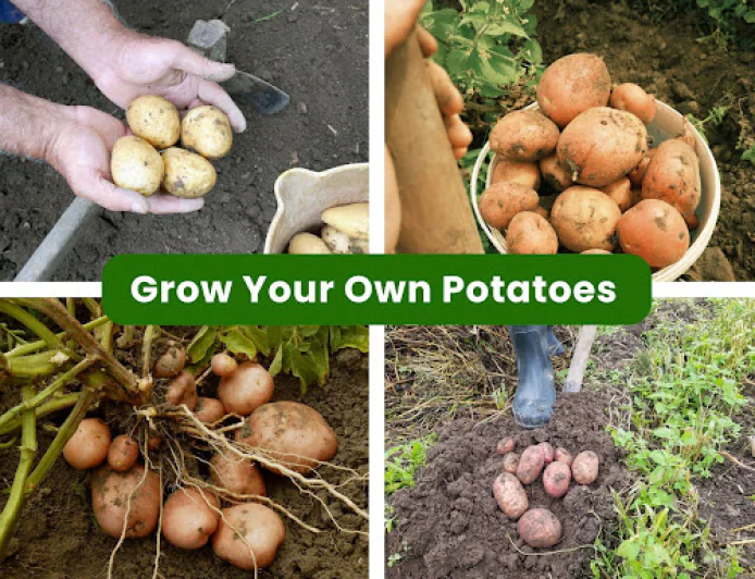 6 Potato Varieties to Grow in Your East Bay Garden
