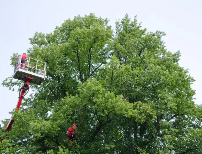 Transform Your Property with Expert Tree Service for Large Properties and an Outdoor Living Contractor