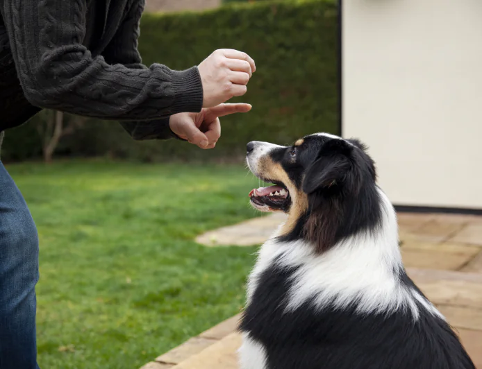 Puppy Training Atlanta GA: Why Busy Lifestyles Can Accidentally Create Bad Puppy Habits