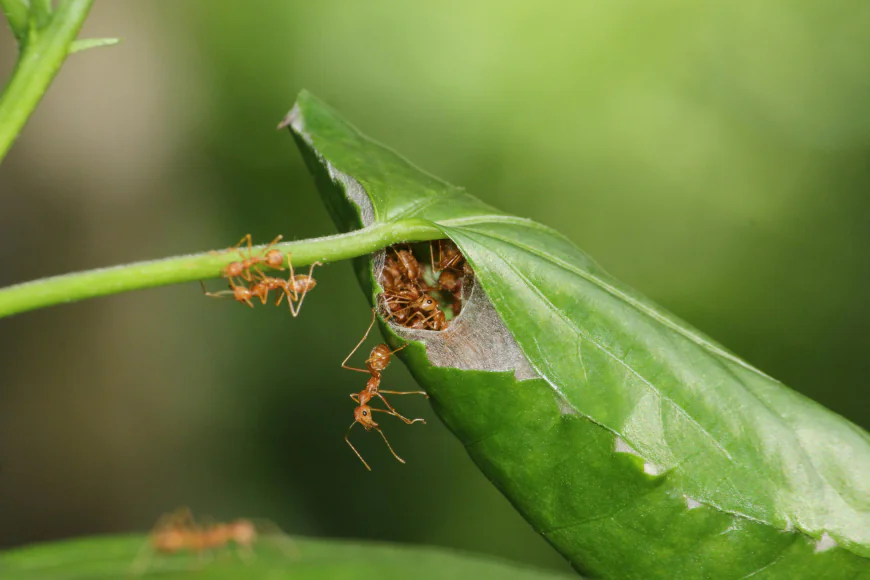 Why Ant Infestations Should Never Be Ignored in Melbourne Properties