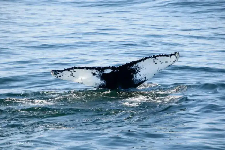 What Makes Whale Watching Gloucester MA an Eco-Friendly Adventure?