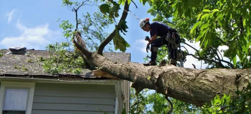 Professional Tree Services in Bedford KY for Healthy, Safe, and Beautiful Properties