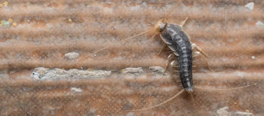 How Do You Identify a Silverfish Infestation in Your Abbotsford Home?
