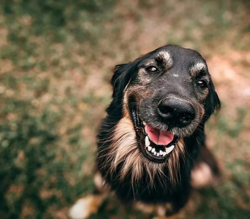 Why Pet Owners Choose Doggy Daycare Salem Oregon for Their Dogs