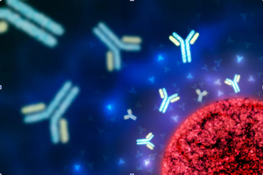 Understanding the Importance of CALB2 Antibody in Neuroscience and Cancer Research