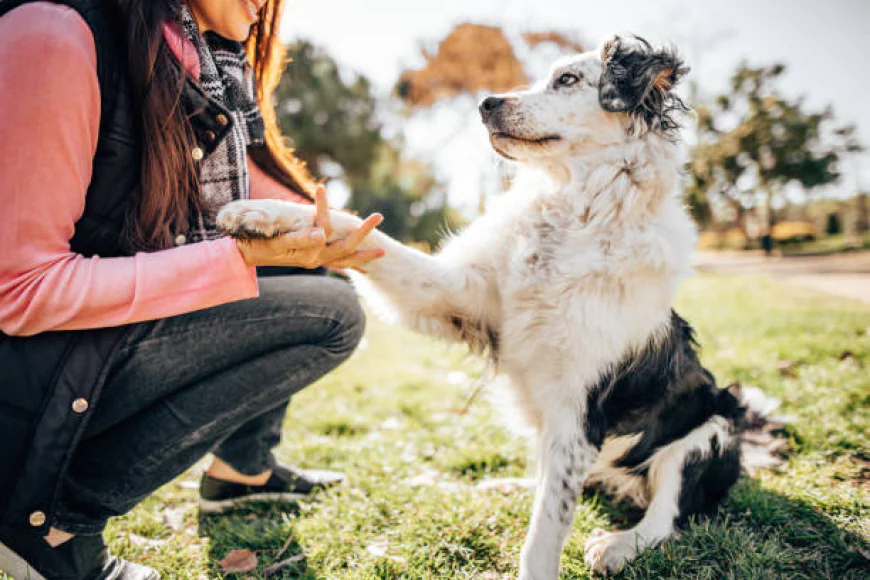 The Ultimate Advantage of Online Dog Behaviour Training