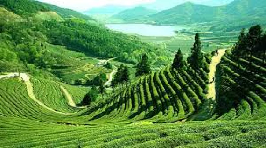 How to Reach Assam: Easy Travel Routes