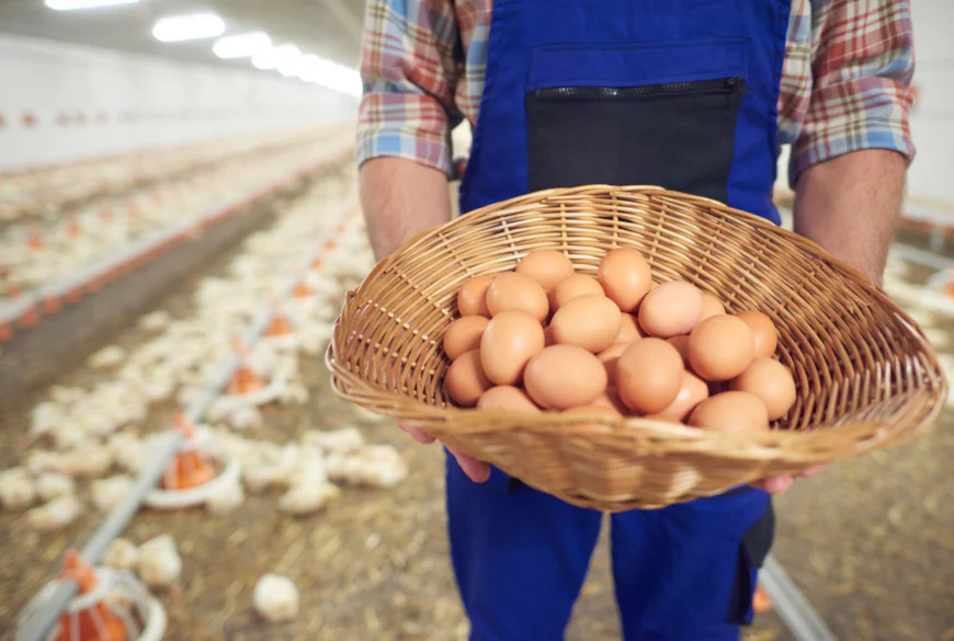 How Do You Start a Profitable Egg Farm in Pakistan?