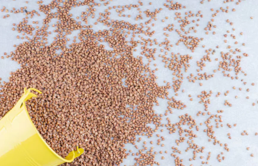 Animal Feed Additives Market Size, Trends, and Growth Forecast 2026-2033