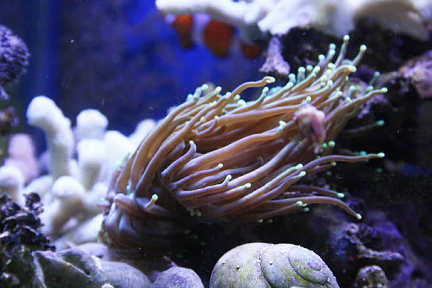 The rise of online corals in the modern aquarium hobby