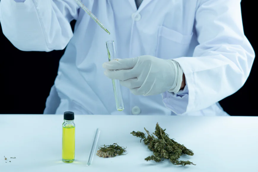 The Growing Demand for Modern Cannabis Products in Northern Minnesota