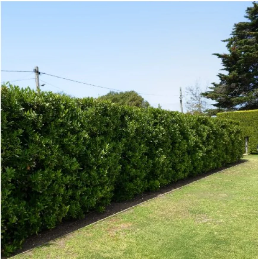Choosing a Bay Laurel Hedge: A Practical Buyer's Guide