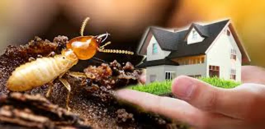 Quiet Invaders: Why Termite Control in Lockhart Demands More Than a Quick Spray