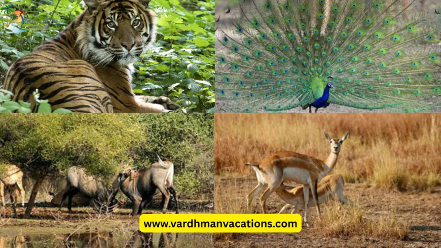 Should You Plan a Rajasthan Wildlife Tour This Summer 2026?