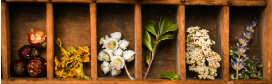 Herbal Products Nelson BC: Embracing Nature’s Wisdom for Everyday Wellness